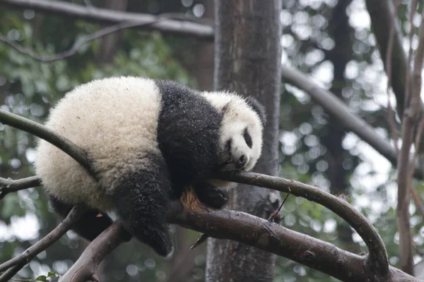 Lustige Pose Des Kleinen Verschlafenen Pandas Auf Dem Baum Chengdu — Stockfoto