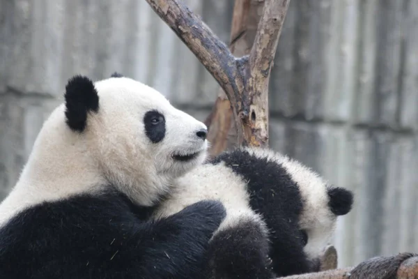 Schöne Pose Auf Dem Kleinen Panda Chengdu Panda Base China — Stockfoto