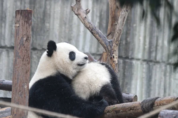 Kostbarer Moment Für Pandamutter Und Ihr Junges Chengdu Panda Base — Stockfoto