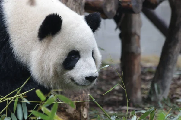 Panda, Chengdu Panda Üssü, Çin