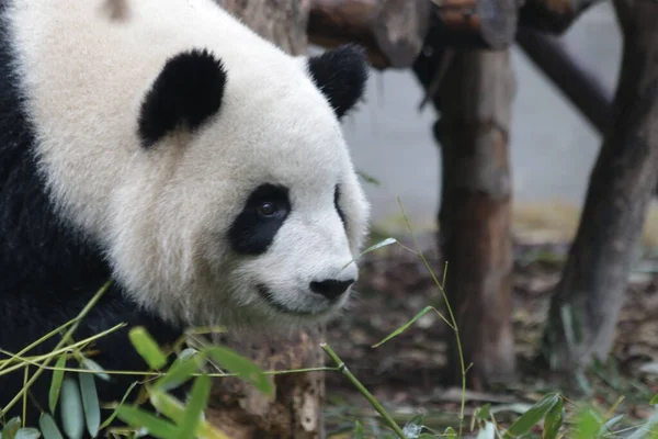 Close up Round face Panda, Chengdu Panda Base, China