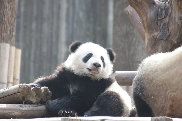 Krásná Póza Malé Pandě Chengdu Panda Base Čína — Stock fotografie