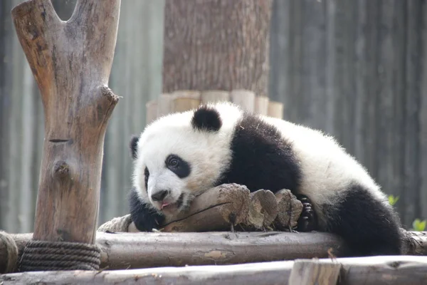 Chengdu Panda Üssü, Çin 'de Küçük Panda Üzerine Güzel Poz