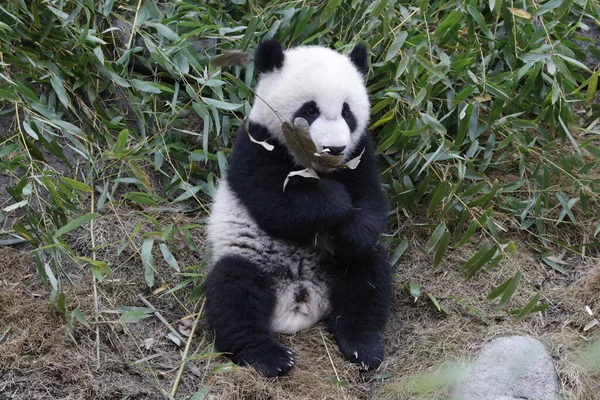 Bella Posa Sul Piccolo Panda Nella Base Chengdu Panda Cina — Foto Stock
