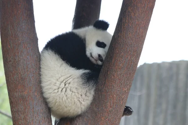 Lindo Panda Durmiendo Árbol Chengdu Panda Base China —  Fotos de Stock