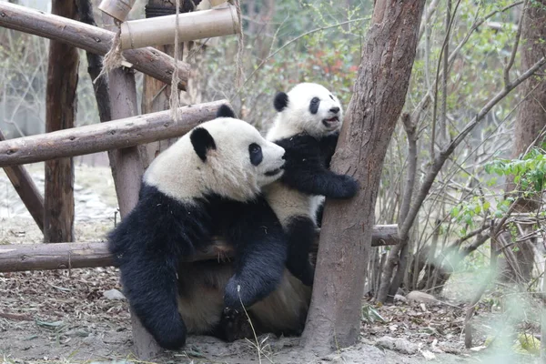 Panda Ana 'nın Değerli Anı ve Yavrusu, Chengdu Panda Üssü, Çin