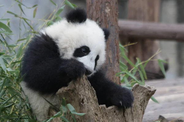 Chengdu Panda Üssü, Çin 'deki Küçük Panda Panda' yı kapatın.