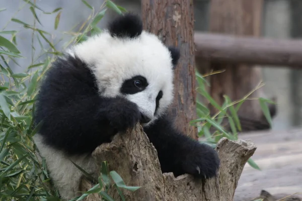 Närbild Little Fluffy Panda Chengdu Panda Base Kina — Stockfoto