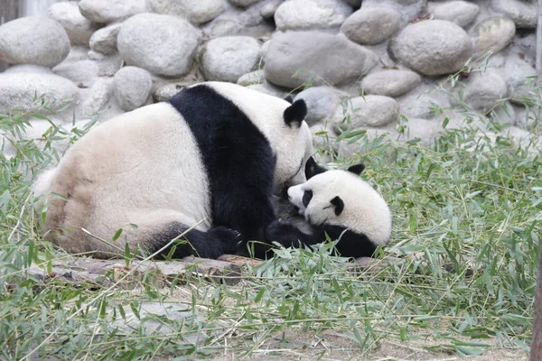 Drahocenný Moment Matky Pandy Její Kubánky Základna Chengdu Panda Čína — Stock fotografie
