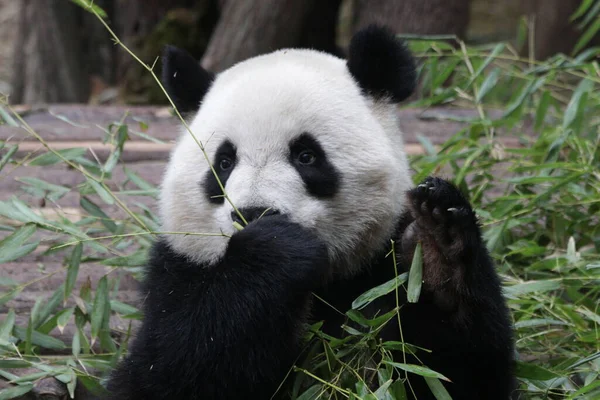 Vicces Pose Little Panda Miközben Eszik Bambusz Levelek — Stock Fotó