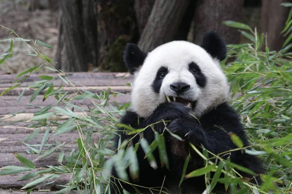 小熊猫吃竹叶时的滑稽小猪 — 图库照片