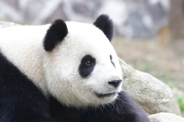 Közelkép Kerek Arc Panda Chengdu Panda Bázis Kína — Stock Fotó