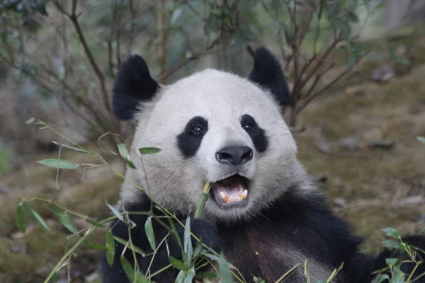 Happy Panda Jíst Bambusové Listy Chengdu Panda Base — Stock fotografie