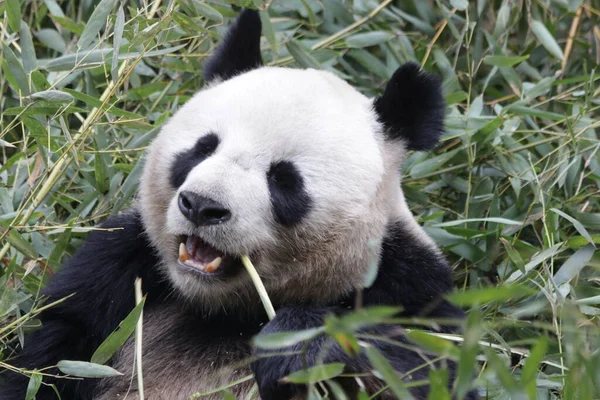 Szczęśliwa Panda Jedzenie Liści Bambusa Chengdu Panda Base — Zdjęcie stockowe