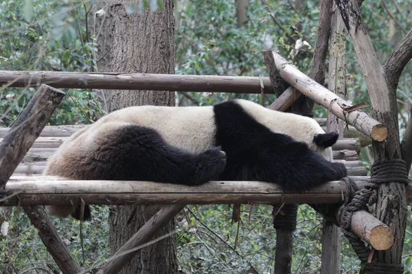 Schlafender Panda Auf Dem Holzbalken Chengdu Panda Base China — Stockfoto