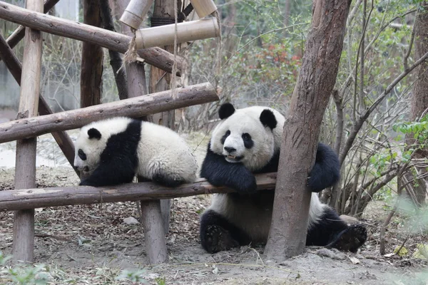 Panda Ana 'nın Değerli Anı ve Yavrusu, Chengdu Panda Üssü, Çin