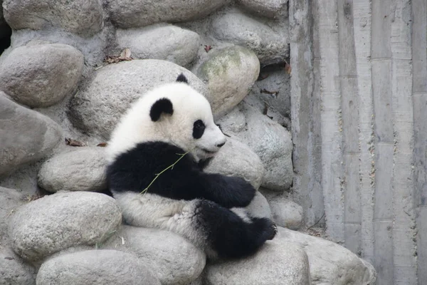 Little Baby Panda Parco Giochi Chengdu Panda Base Cina — Foto Stock