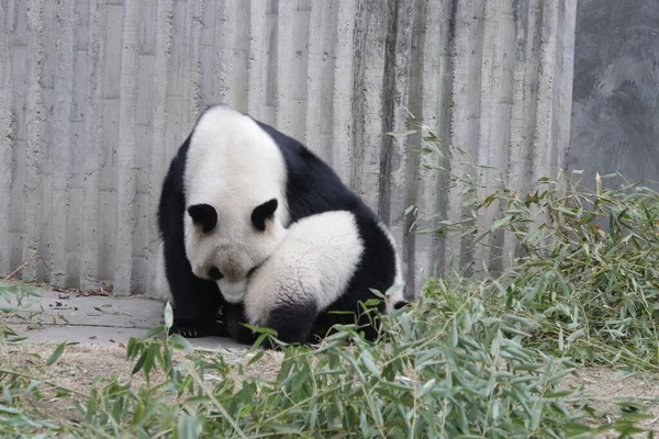 大熊猫妈妈和小熊猫宝宝的珍贵时刻 中国成都熊猫基地 — 图库照片