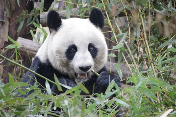 Fluffy Panda Jíst Bambusové Listy Čína — Stock fotografie