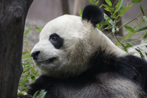 Närbild Runda Ansikte Panda Chengdu Panda Base Kina — Stockfoto