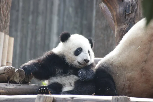 Niedlicher Flaschenpanda Wolong Giant Panda Nature Reserve Shenshuping China — Stockfoto