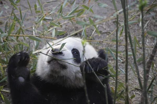 Panda Esponjoso Comiendo Hojas Bambú China — Foto de Stock