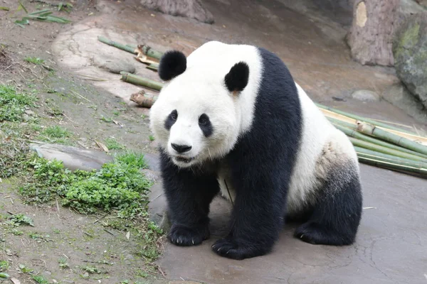 中国成都熊猫基地绿场上的毛茸茸的熊猫 — 图库照片