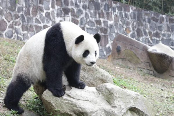 Panda Moelleux Sur Cour Verte Base Panda Chengdu Chine — Photo