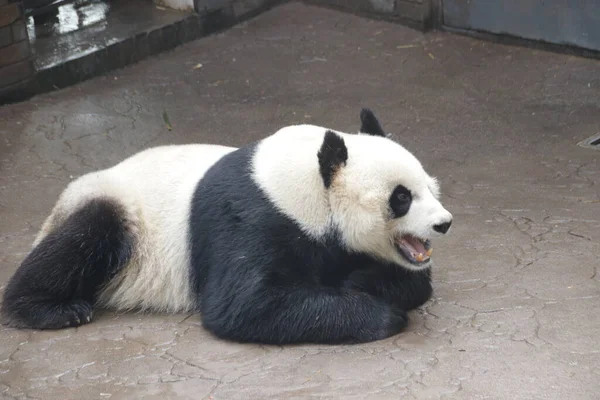 Láb Panda Név Dai Kína — Stock Fotó