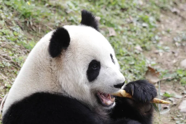 Fechar Pouco Panda Aprendendo Comer Bambu Atirar — Fotografia de Stock