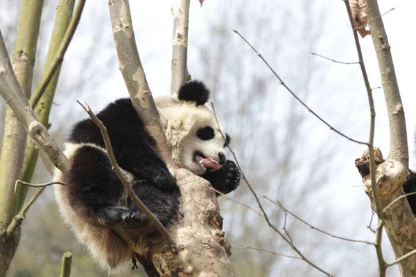 Oyuncu Panda Ağacın Üzerinde Rahatlıyor Wolong Dev Panda Doğa Koruma — Stok fotoğraf