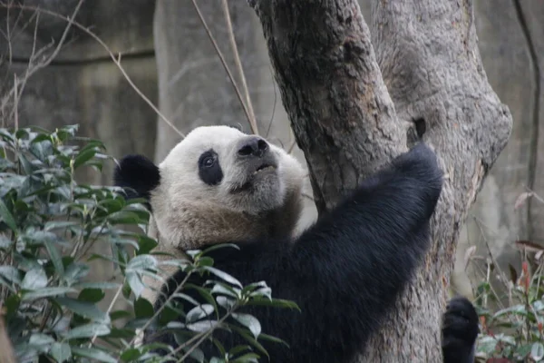 Flauschiger Panda Isst Bambusblätter China — Stockfoto