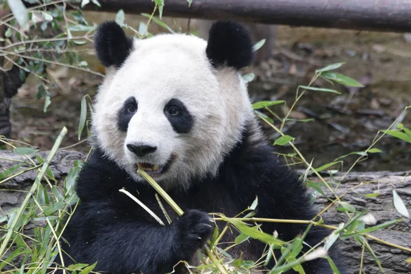 Close up Fluffy Panda Eating Bamboo Leaves, Chengdu Panda Base, China