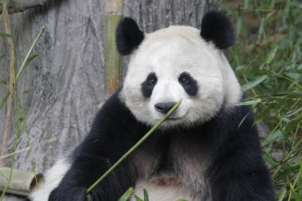 中国成都熊猫基地大熊猫的滑稽小猪 — 图库照片