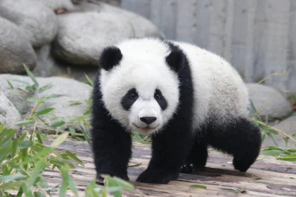 Kis Panda Játszótéren Chengdu Panda Bázis Kína — Stock Fotó