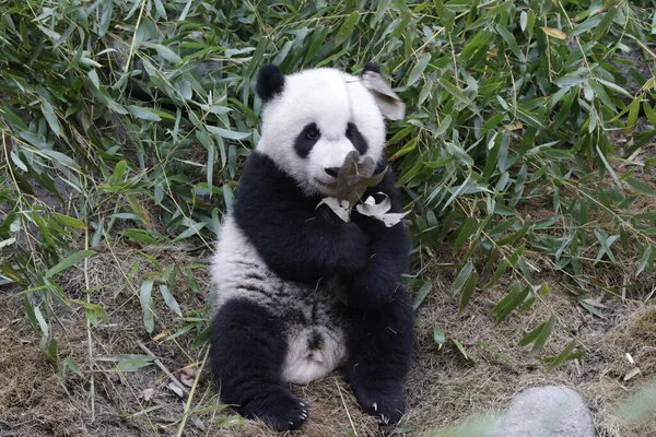 Little Panda Holding Bamboo Leaves Chengdu Panda Base — Stock Photo, Image