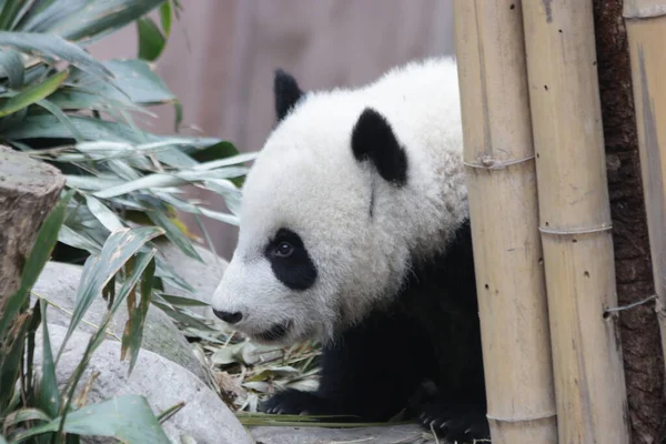 Şirin küçük panda bahçede bambu yemeyi öğreniyor, Chengdu panda üssü, Çin