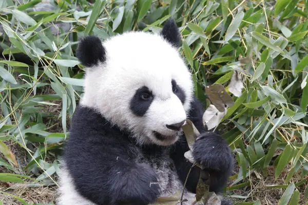 Şirin küçük panda bahçede bambu yemeyi öğreniyor, Chengdu panda üssü, Çin