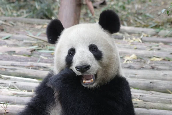 Happy Panda Het Eten Van Bamboe Bladeren Chengdu Panda Base — Stockfoto