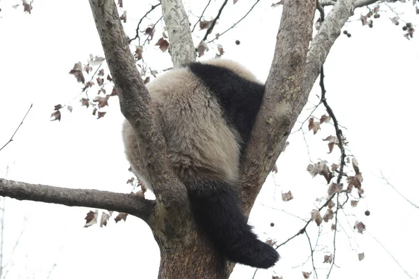Roztomilý Nadýchaný Panda Stromě Chengdu Panda Základna Čína — Stock fotografie