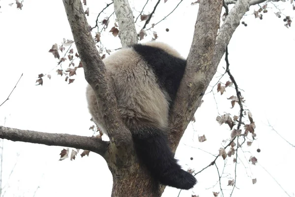 Χαριτωμένο Χνουδωτό Πάντα Στο Δέντρο Chengdu Panda Βάση Κίνα — Φωτογραφία Αρχείου