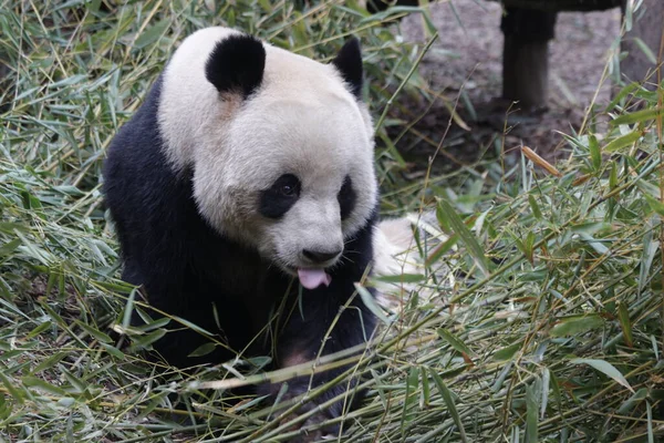 Funny Pose Panda Panda Vyčnívá Jeho Jazyk — Stock fotografie
