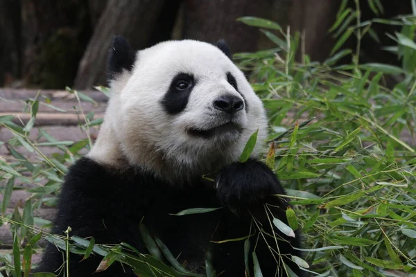 Édes Bolyhos Panda Shanghai Safari Kína — Stock Fotó