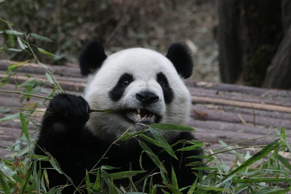 Şirin Yumuşak Panda Bambu Yeme, Chengdu Panda Üssü, Çin