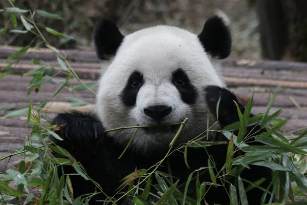 Niedlichen Flauschigen Panda Essen Bambus Chengdu Panda Base China — Stockfoto