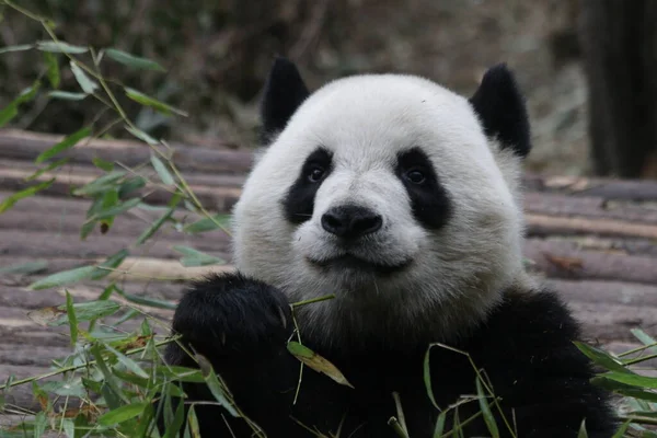 中国成都熊猫基地可爱的毛绒熊猫吃竹子 — 图库照片