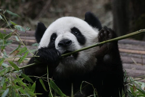 Şirin Yumuşak Panda Bambu Yeme, Chengdu Panda Üssü, Çin