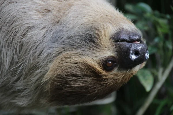 Sloth 'un yüzünü kapat.