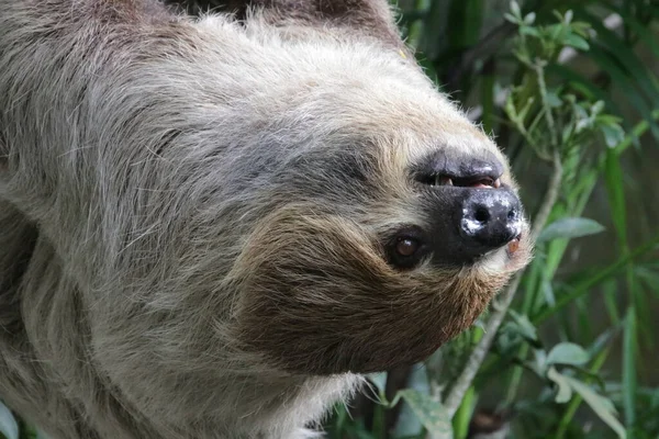 Şirin Tembel 'i kapat.