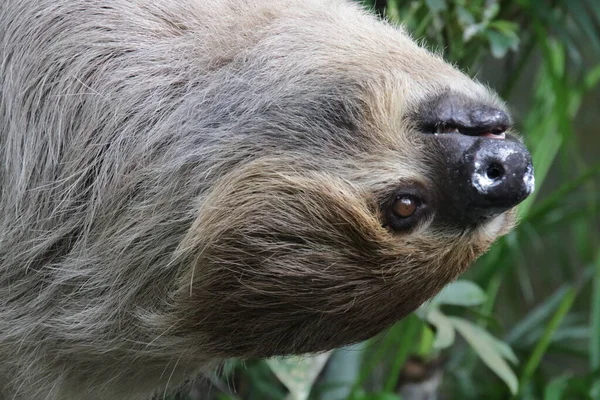 Stäng Sloth Ansikte — Stockfoto